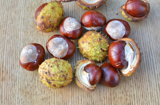 istock Horse chestnuts on wooden background 865890436