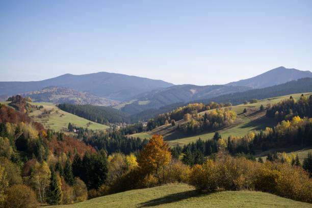 istock Colorful autumn leaves on the trees in nature. 865890462