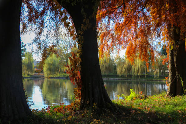 istock Trees view of the lake 865890516