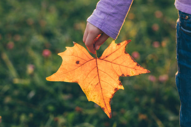 istock autumn leave in girl hand, selective focus 865890526