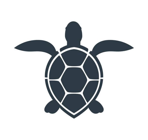 illustrations, cliparts, dessins animés et icônes de icône de la tortue de mer. - tortue aquatique