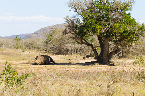 White rhinoceros sleeping under a tree from Hluhluwe–Imfolozi Park, South Africa. African wildlife. Ceratotherium simum