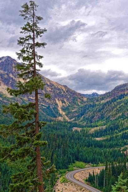 워싱턴 패스, 노스 캐스케이드 - north cascades national park cascade range highway north 뉴스 사진 이미지