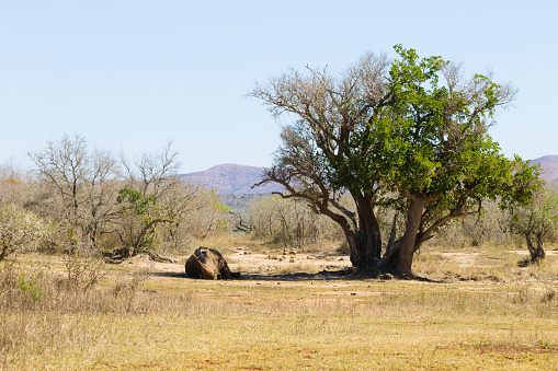 White rhinoceros sleeping under a tree from Hluhluwe–Imfolozi Park, South Africa. African wildlife. Ceratotherium simum