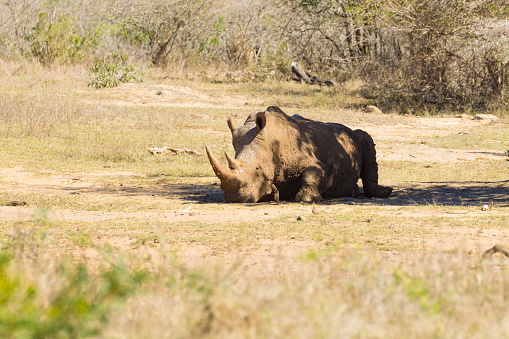 White rhinoceros sleeping under a tree from Hluhluwe–Imfolozi Park, South Africa. African wildlife. Ceratotherium simum