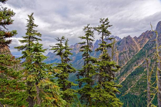 przełęcz waszyngton, północne kaskady - north cascades national park cascade range highway north zdjęcia i obrazy z banku zdjęć