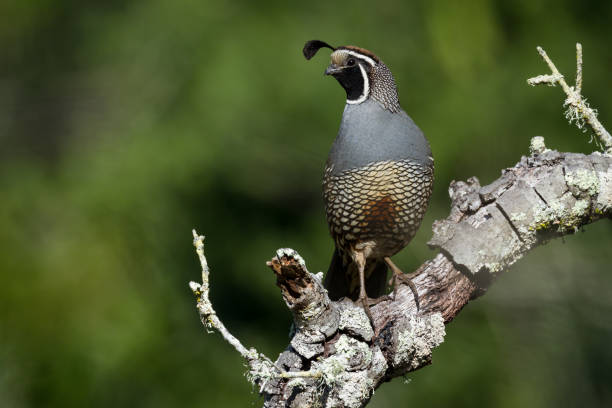 Male California Quail Standing on Sentry Duty We heard the distinct sound of a California Male Quail in a forested area and followed the sound! We found this male quail announcing his presence, while carefully monitoirng his brood. quail bird stock pictures, royalty-free photos & images