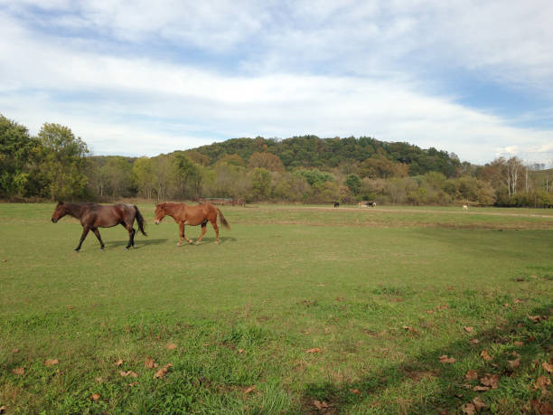 istock Pair of horses trot across field 865896368