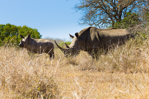 White rhinoceros female with puppy, from Hluhluwe–Imfolozi Park, South Africa. African wildlife. Ceratotherium simum