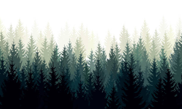 krajobraz wektorowy z zielonymi sylwetkami drzew iglastych we mgle - forest stock illustrations