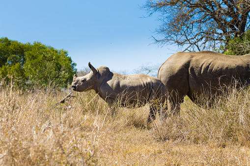 White rhinoceros female with puppy, from Hluhluwe–Imfolozi Park, South Africa. African wildlife. Ceratotherium simum