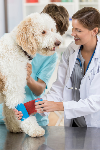 Female Caucasian vet wraps a bandage around a large dog's leg. A male technician is holding dog.