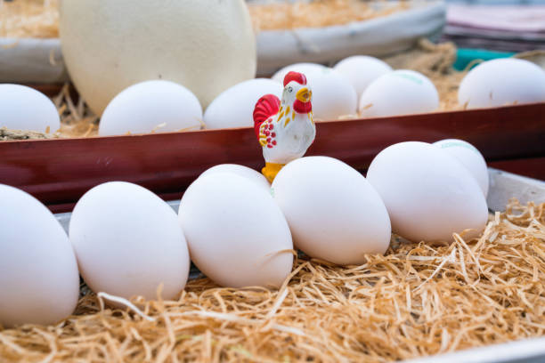 istock White eggs in the basket close up 865903106