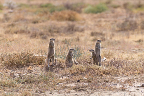 istock Cape ground squirrel standing, South Africa 865905896
