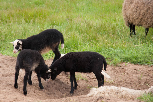 istock Young black lambs fighting in the pasture 865906728