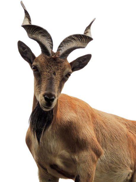 istock A markhor with long spiral horns isolated on white background 865907028