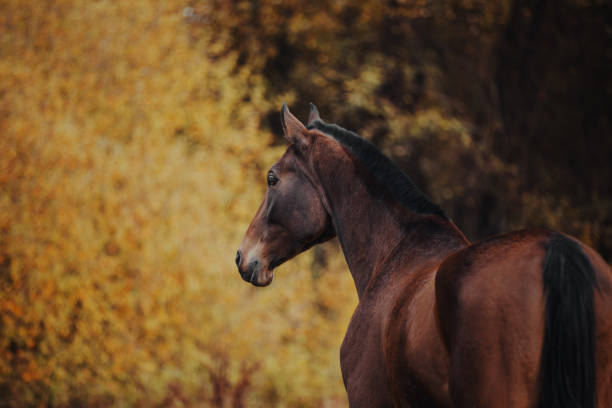 istock Bay horse gallops in an autumn landscape 865907132