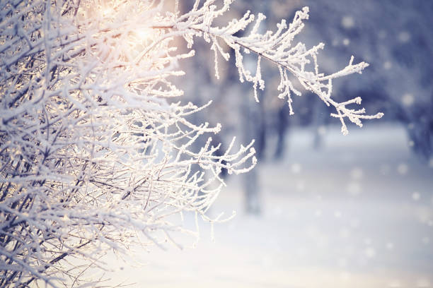 istock Branches in hoarfrost and snow in the winter 865907324
