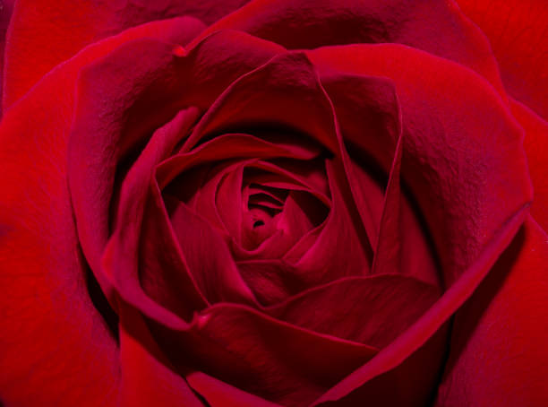 istock Red rose closeup, beautiful petals opening 865907638
