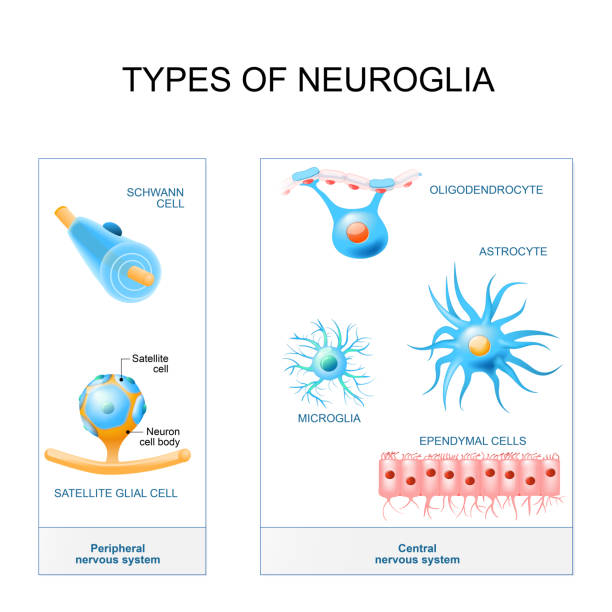 neuroglia의 종류입니다. - 마이크로글리아 stock illustrations