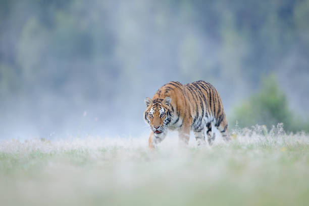 istock Closeup hunting siberian tiger 865915236