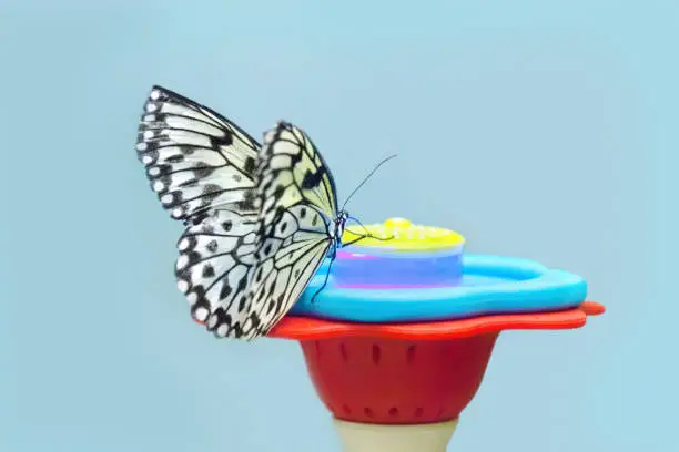 Idea leuconoe butterfly in front drinking water on blue  background