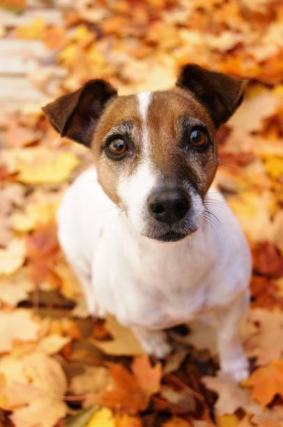 istock Jack Russell Terrier Dog with Autumn maple leaves 865916370