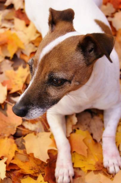 istock Jack Russell Terrier Dog with Autumn maple leaves 865916376