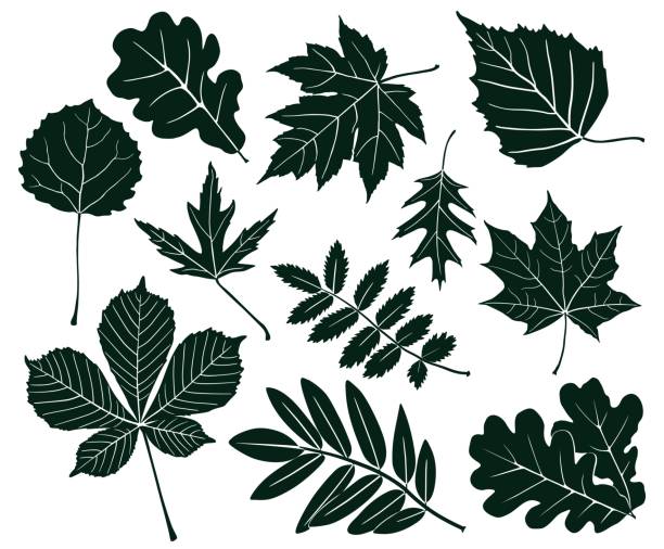 illustrazioni stock, clip art, cartoni animati e icone di tendenza di set di sagome scure di foglie di varie forme. illustrazione vettoriale - chestnut tree leaf tree white background