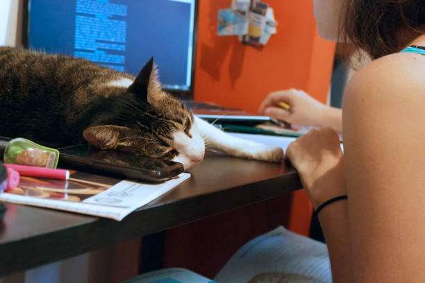 istock Lovely cat lazy and patient 865916478