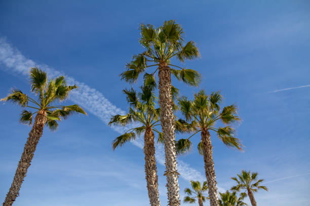Looking up to Palm Trees and an airplane trail