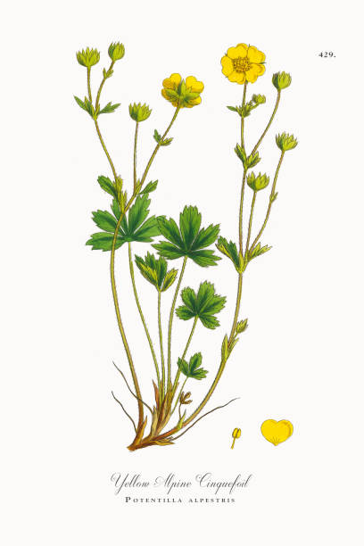 Yellow Alpine Cinquefoil, Potentilla alpestris, Victorian Botanical Illustration, 1863 Very Rare, Beautifully Illustrated Antique Engraved and Hand Colored Victorian Botanical Illustration of Yellow Alpine Cinquefoil, Potentilla alpestris, 1863 Plants. Plate 429, Published in 1863. Source: Original edition from my own archives. Copyright has expired on this artwork. Digitally restored. potentilla anserina stock illustrations