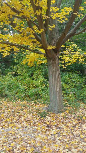istock Autumn day in park 10 865916802