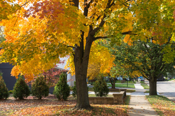 Changing colors in autumn in a quiet leafy neighborhood in Michigan.
