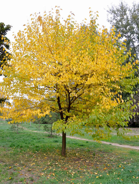 istock tree in a park in autumn with yellow leaves 865922688