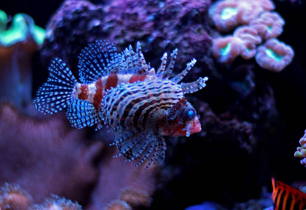 istock Dwarf lionfish in aquarium 865922974