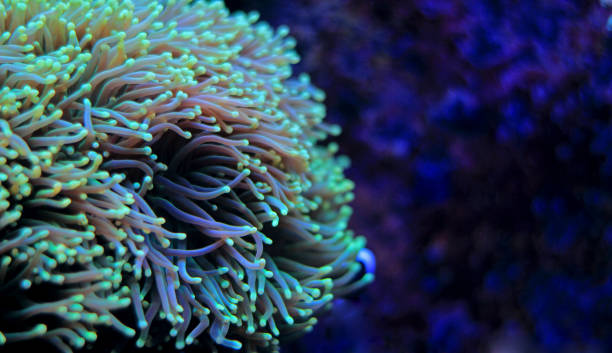 istock Euphyllia torch lps coral in aquarium 865923998