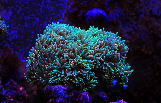 istock Euphyllia torch lps coral in aquarium 865924010