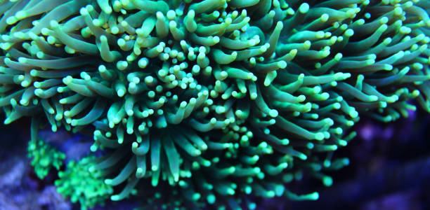 istock Euphyllia torch lps coral in aquarium 865924012