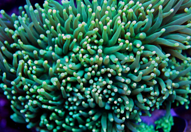 istock Euphyllia torch lps coral in aquarium 865924020