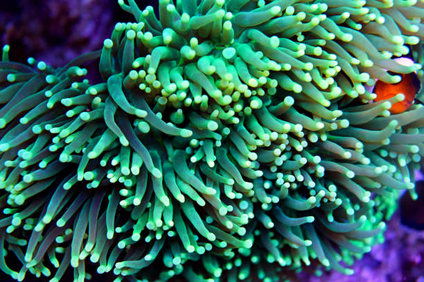 istock Euphyllia torch lps coral in aquarium 865924022
