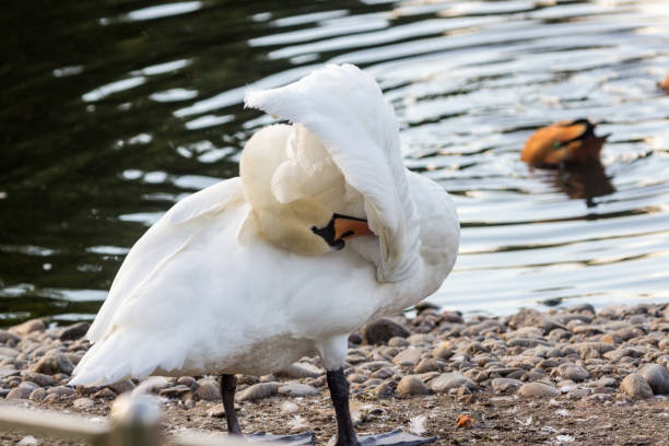 istock white swan near the lake 865927598