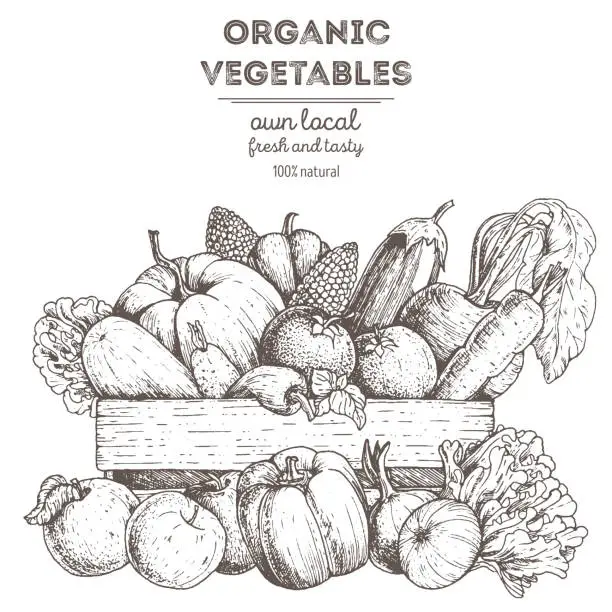Vector illustration of Harvest of vegetables in the basket. Hand drawn vector illustration. Engraved style.