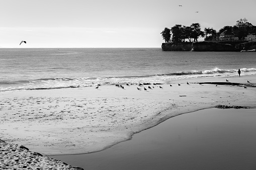 monochrome version of landscape of Santa Cruz Beach, California, USA, taken while on vacation