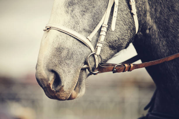 istock Muzzle of a horse in a bridle. 865932254