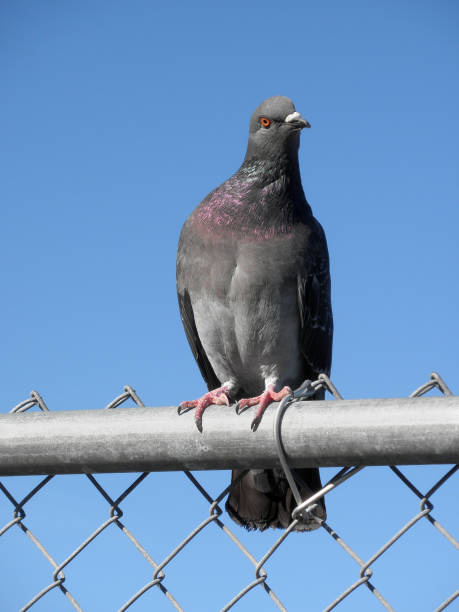 istock Pigeon Looking around while sitting on a fence 865934402