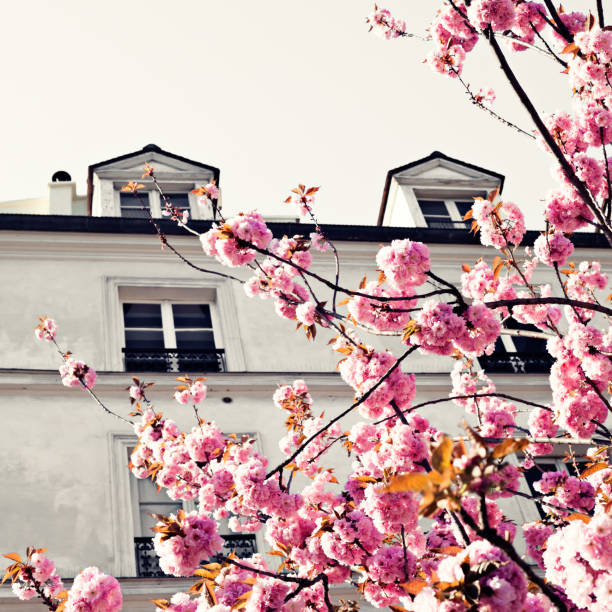 Vintage French Building stock photo