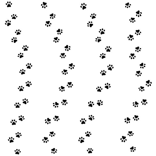 katze tatze track. nahtlose tiermuster pfote-bilanz. vektor - isolated dog animal puppy stock-grafiken, -clipart, -cartoons und -symbole