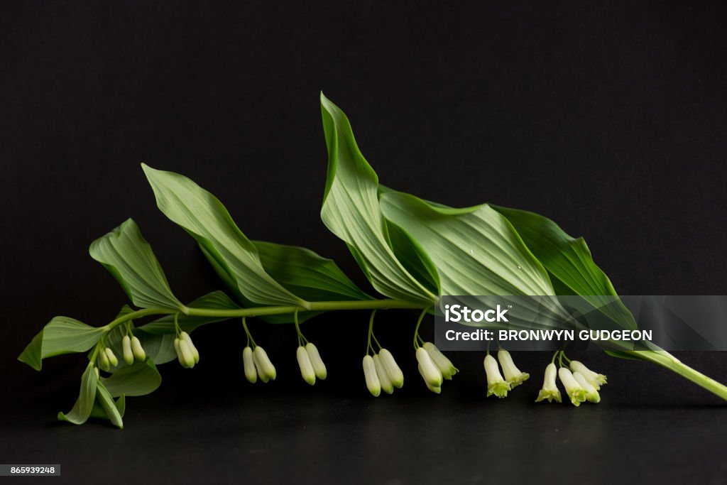 Campana En Forma De Flores Sobre Un Fondo Negro Foto de stock y más banco  de imágenes de Flor - Flor, Australia, Flora - iStock