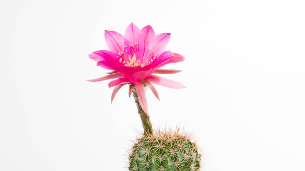 istock Cactus Echinopsis Kermesina with open pink blossom, isolated 865939606